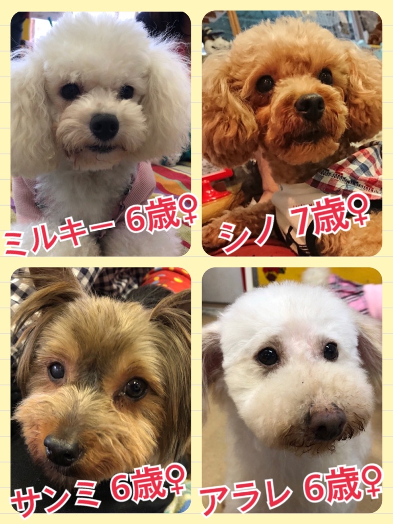 【今日の里親様募集中ワンコメンバー🐶】2018,4,27